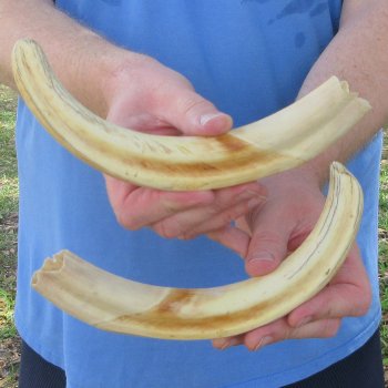 Matching pair of 10 inch Warthog Tusks 