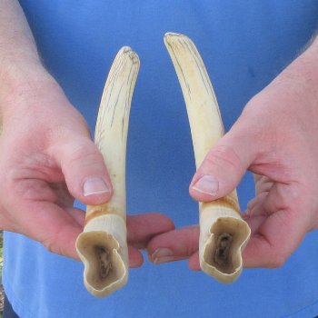 Matching pair of 10 inch Warthog Tusks 