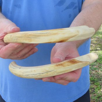 Matching pair of 10 inch Warthog Tusks 