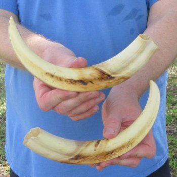Matching pair of 11 inch Warthog Tusks 