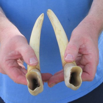 Matching pair of 11 inch Warthog Tusks 