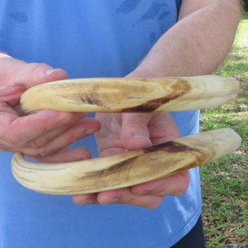 Matching pair of 11 inch Warthog Tusks 