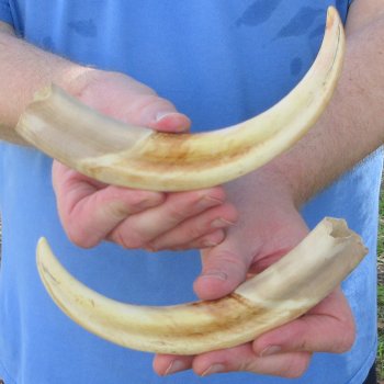 Matching pair of 9 inch Warthog Tusks 
