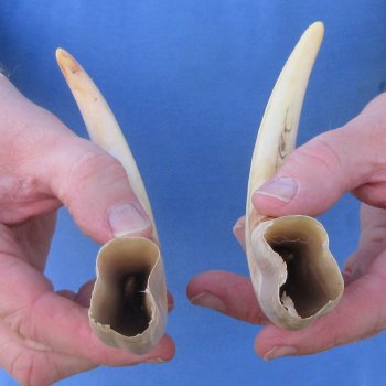 Matching pair of 9 inch Warthog Tusks 