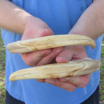 Matching pair of 9 inch Warthog Tusks 