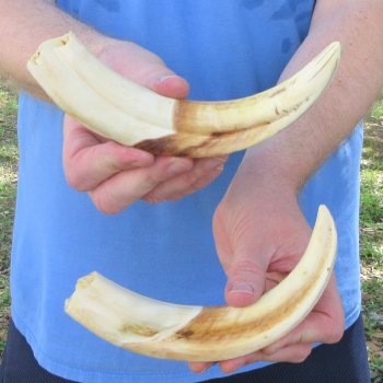 Matching pair of 9 inch Warthog Tusks 