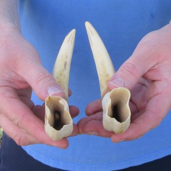 Matching pair of 9 inch Warthog Tusks 