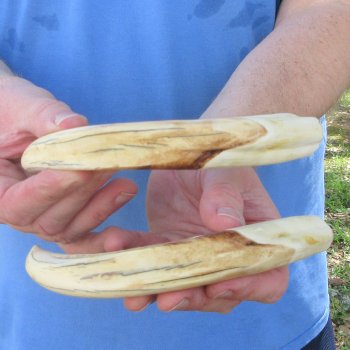 Matching pair of 9 inch Warthog Tusks 