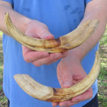 Matching pair of 11 and 12 inch Warthog Tusks 