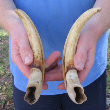 Matching pair of 11 and 12 inch Warthog Tusks 