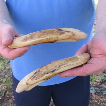 Matching pair of 11 and 12 inch Warthog Tusks 
