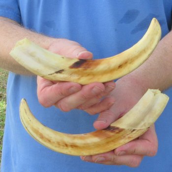 Matching pair of 9-1/2 & 10 inch Warthog Tusks 
