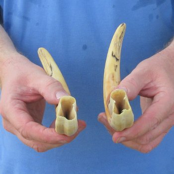 Matching pair of 9-1/2 & 10 inch Warthog Tusks 