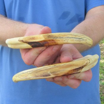 Matching pair of 9-1/2 & 10 inch Warthog Tusks 