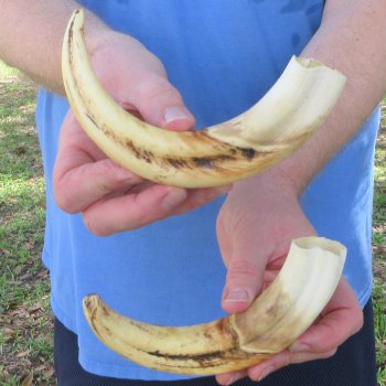 Matching pair of 9-1/2 & 10 inch Warthog Tusks 