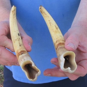 Matching pair of 9-1/2 & 10 inch Warthog Tusks 