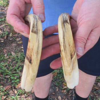 Matching pair of 9-1/2 & 10 inch Warthog Tusks 