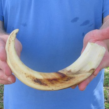 12" Ivory Tusk from African Warthog 