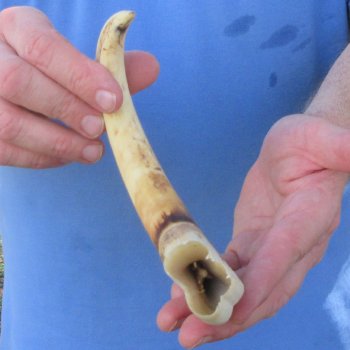 12" Ivory Tusk from African Warthog 