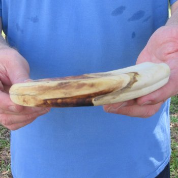 12" Ivory Tusk from African Warthog 