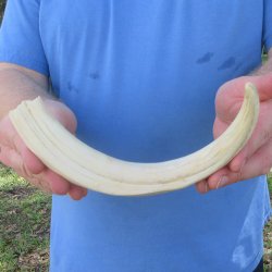 11" Ivory Tusk from African Warthog 