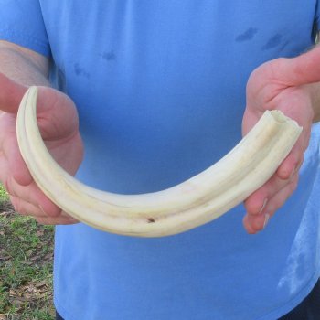 11" Ivory Tusk from African Warthog 