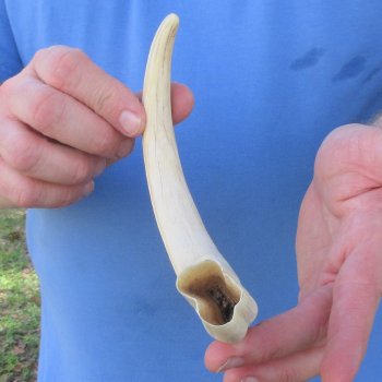 11" Ivory Tusk from African Warthog 