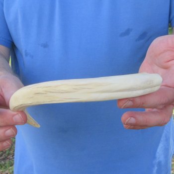 11" Ivory Tusk from African Warthog 