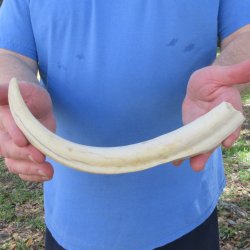 11" Ivory Tusk from African Warthog 