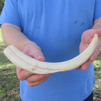 11" Ivory Tusk from African Warthog 