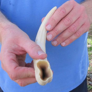 11" Ivory Tusk from African Warthog 