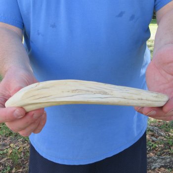 11" Ivory Tusk from African Warthog 