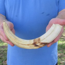 12" Ivory Tusk from African Warthog 