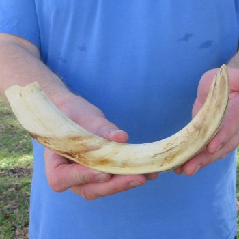 12" Ivory Tusk from African Warthog 