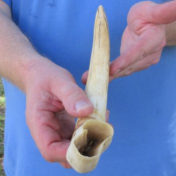 12" Ivory Tusk from African Warthog 