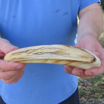 12" Ivory Tusk from African Warthog 
