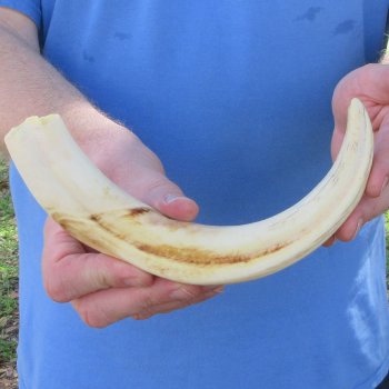 11" Ivory Tusk from African Warthog 