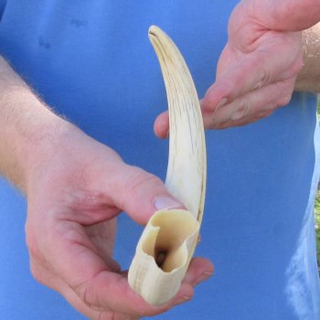 11" Ivory Tusk from African Warthog 