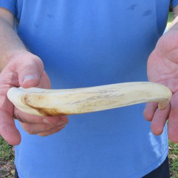 11" Ivory Tusk from African Warthog 