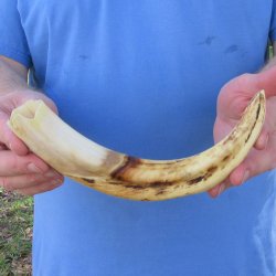 11" Ivory Tusk from African Warthog 