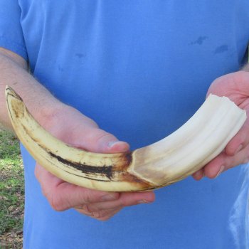 11" Ivory Tusk from African Warthog 