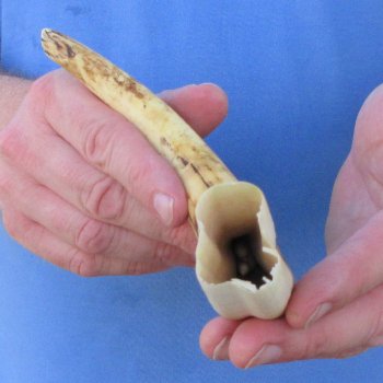 11" Ivory Tusk from African Warthog 