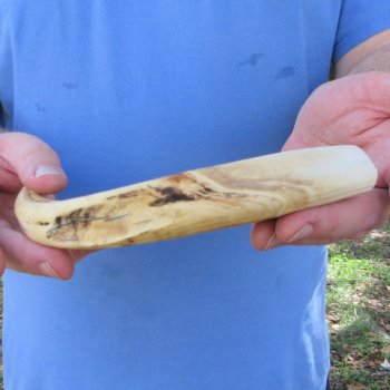 11" Ivory Tusk from African Warthog 