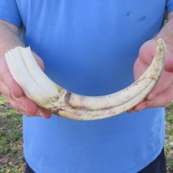 12" Ivory Tusk from African Warthog 
