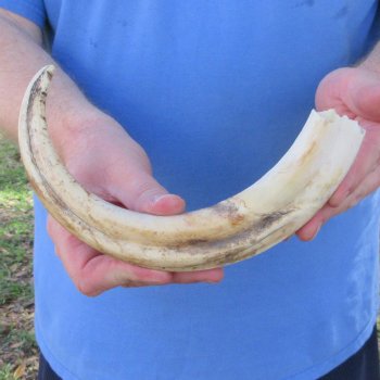 12" Ivory Tusk from African Warthog 
