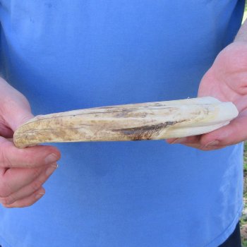 12" Ivory Tusk from African Warthog 