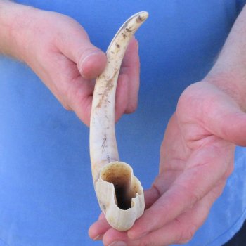 12" Ivory Tusk from African Warthog 