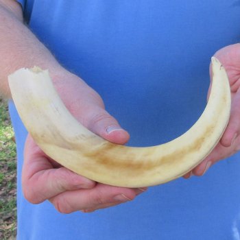 11" Ivory Tusk from African Warthog 