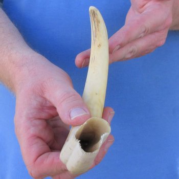 11" Ivory Tusk from African Warthog 