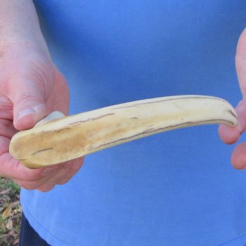 11" Ivory Tusk from African Warthog 